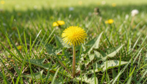 10 Soft Dandelion Look Alike Yellow Flower Weed