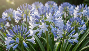 12 Wise Agapanthus Care And Flowering Tips